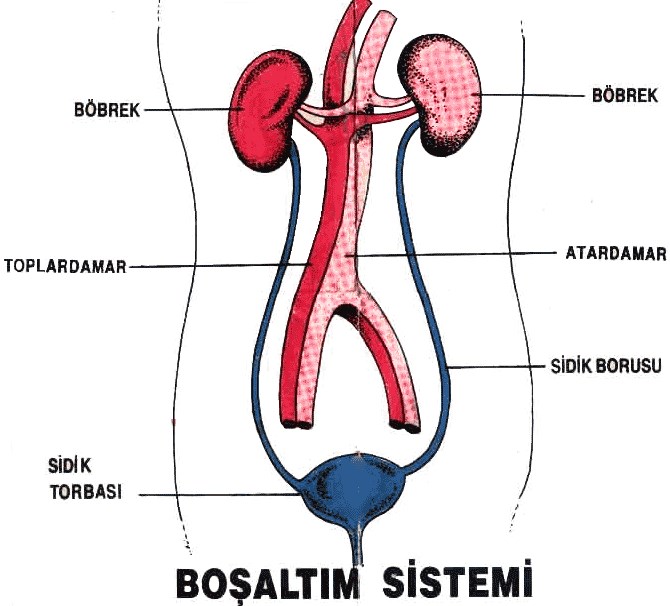 Boşaltım Sistemi