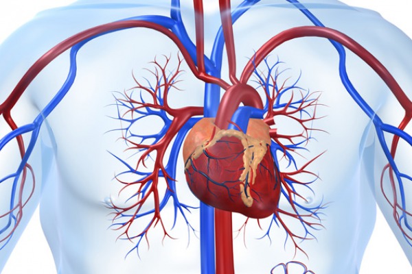 kalp ve damar sağlığı
